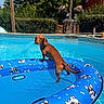 dog, dachshund, pool, inflatable_float, water, sunlight, outdoor, summer, blue, cartoon_pattern, greenery, tree, house, pet, animal, backyard, playful, canine, vacation, relaxation