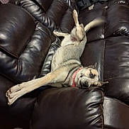 Zelda joined the competition — help win amazing prizes! dog, couch, leather, pet, indoor, animal, stretching, playful, tail, fur, collar, paw, relaxed, home, furniture, canine, brown, black, tan, cute