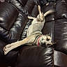 dog, couch, leather, pet, indoor, animal, stretching, playful, tail, fur, collar, paw, relaxed, home, furniture, canine, brown, black, tan, cute