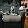 Zelda is registered to the contest to win money with this photo: animal, armchair, black, cat, christmas_tree, cozy, dog, domestic, furniture, gray, home, indoor, living_room, pet, relaxing, resting, toy, white_cat, wooden_floor, yawning