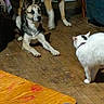 animal, black_markings, cat, collar, cozy, curious, dog, domestic, floor, furniture, home, indoor, interaction, lying_down, mixed_breed_dog, pet, standing, two_dogs, white_cat, wooden_floor