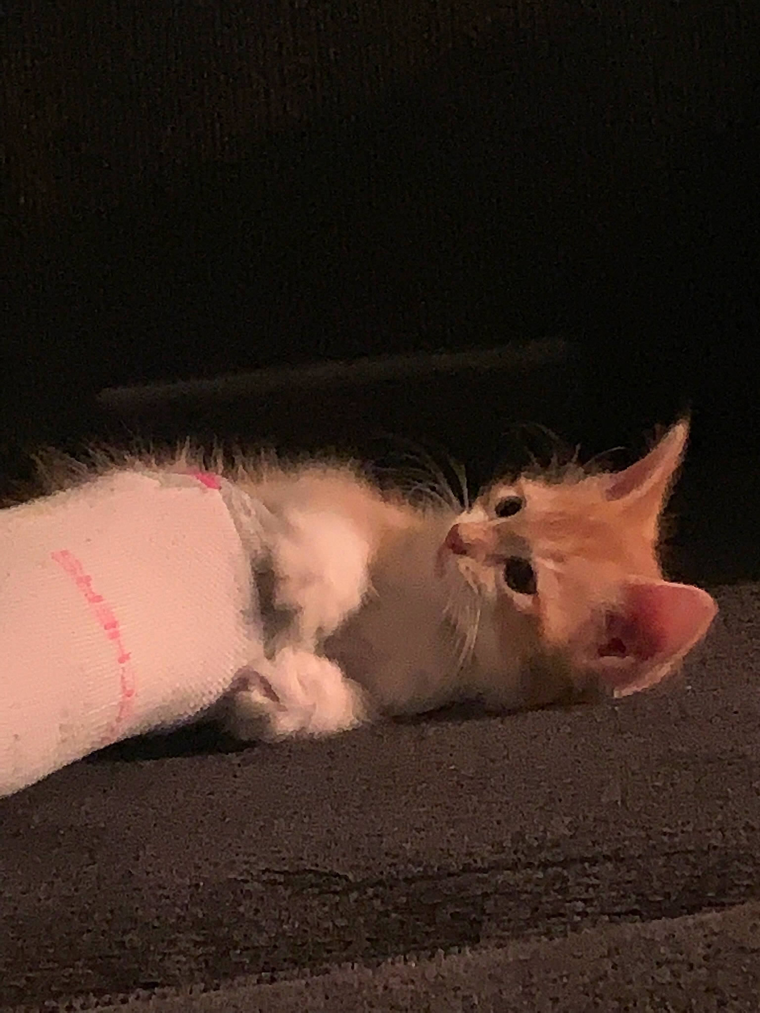 Fanta joined the competition — help win amazing prizes! carnivore, cat, cloud, comfort, eye, fawn, felidae, foot, fur, human_body, human_leg, leg, mammal, nose, sky, small_to_medium_sized_cats, snout, tail, vertebrate, whiskers