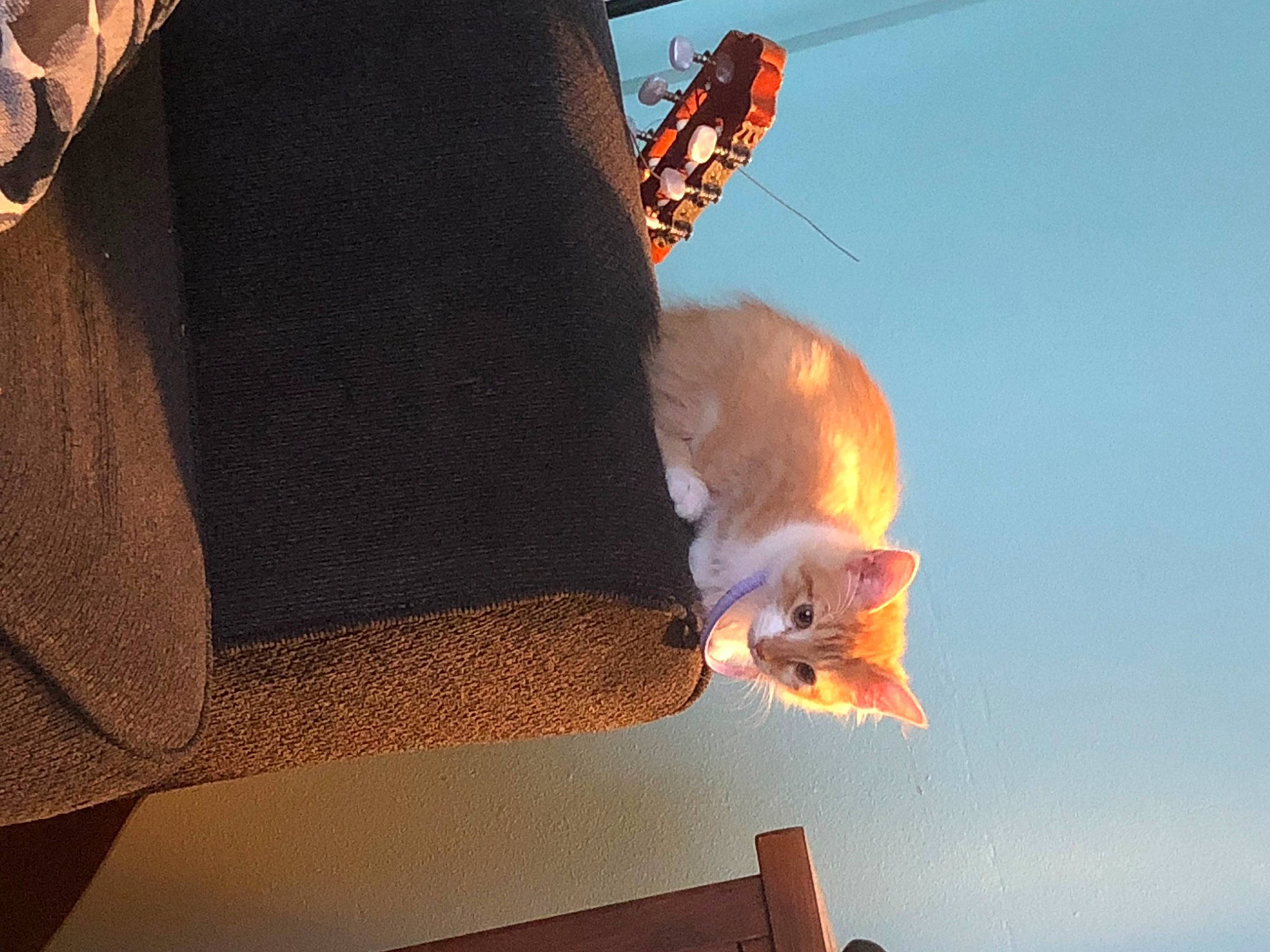 Fanta joined the competition — help win amazing prizes! art, carnivore, cat, eyewear, fashion_accessory, felidae, hat, heat, orange, pumpkin, shadow, sky, small_to_medium_sized_cats, tail, thread, whiskers, wood