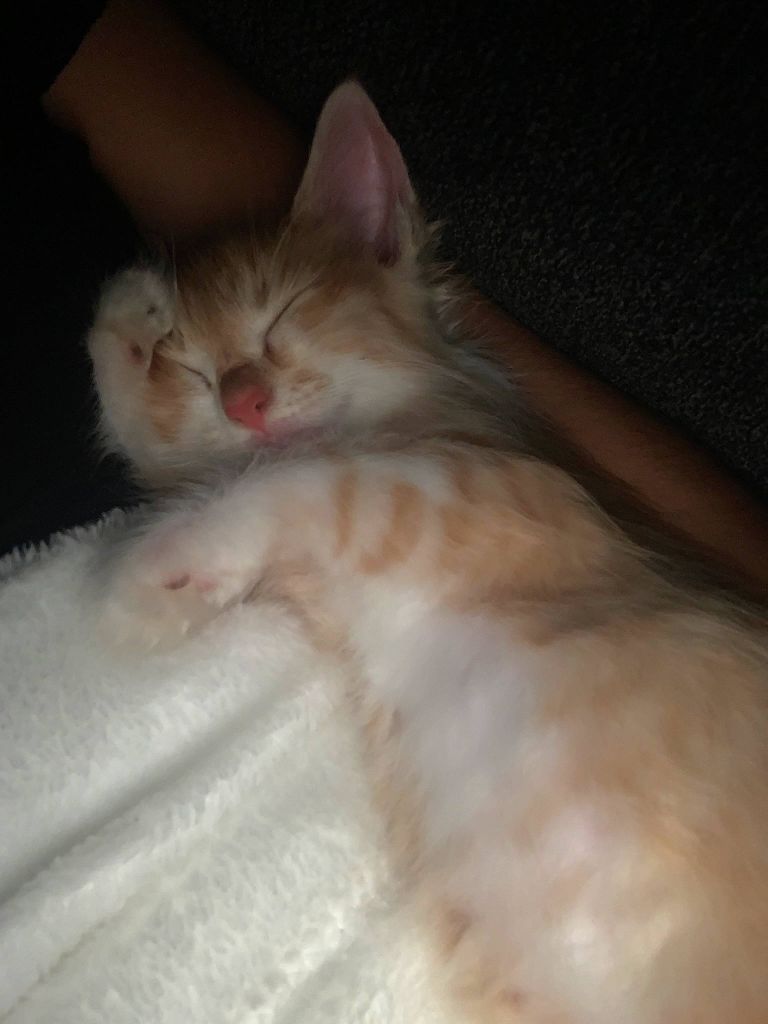 Fanta is registered to the contest to win money with this photo: bed, carnivore, cat, comfort, couch, darkness, domestic_short_haired_cat, ear, eye, fawn, felidae, fur, nap, paw, sleep, small_to_medium_sized_cats, snout, tail, whiskers, wood