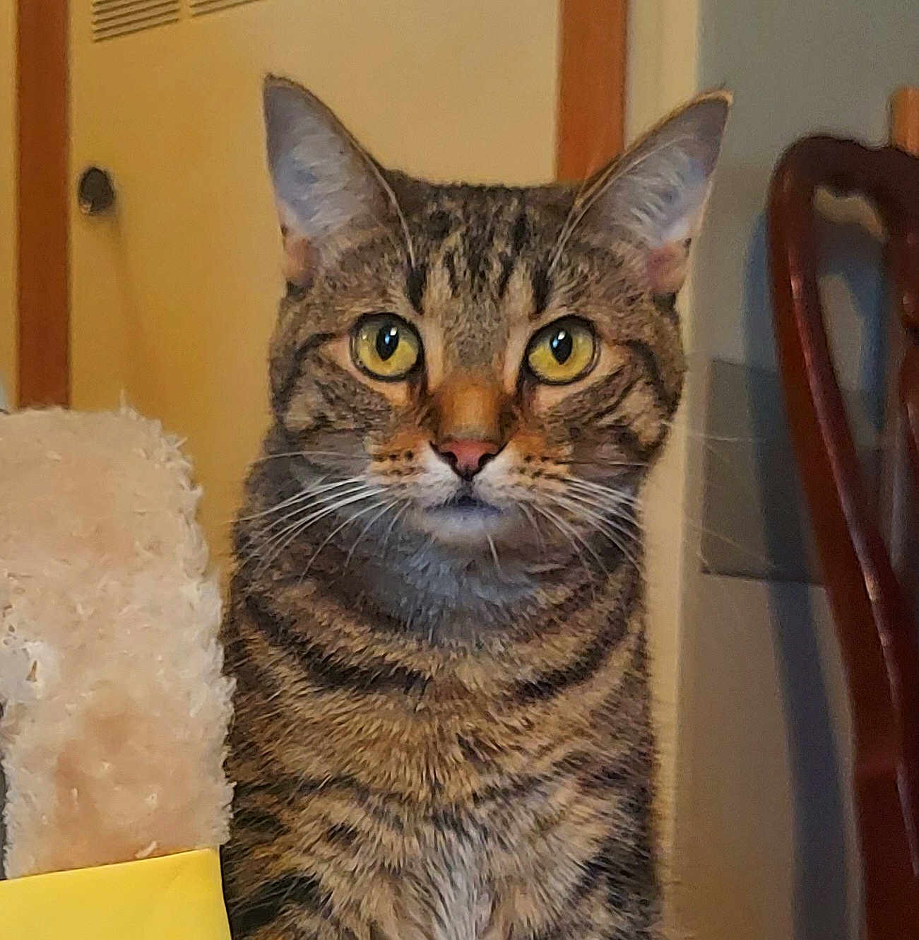 Hope-nugget