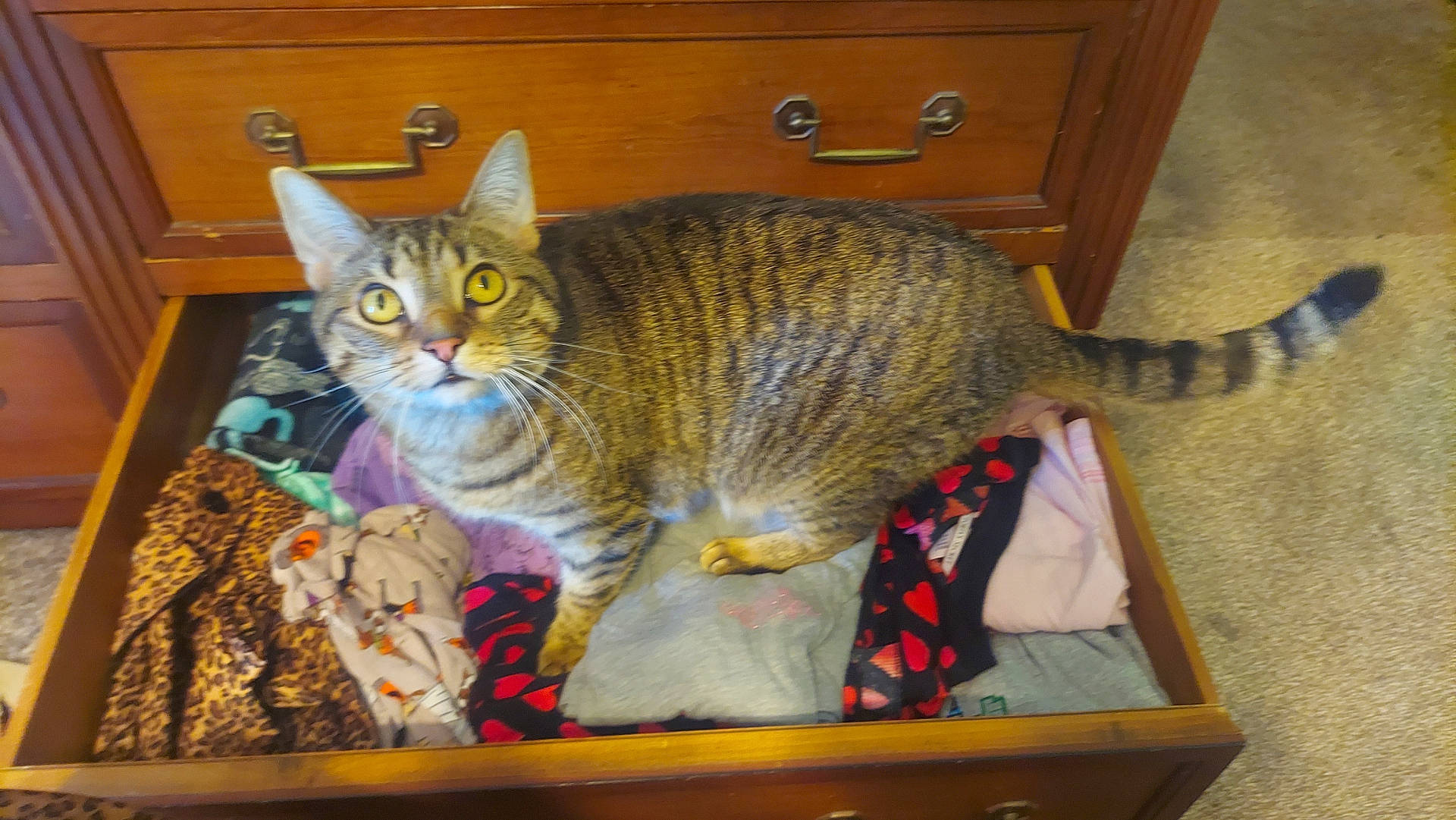 Hope-nugget joined the competition — help win amazing prizes! abyssinian, animal, box, cabinet, cat, closet, cupboard, drawer, dresser, furniture, hardwood, manx, pet, plywood, shelf, wood