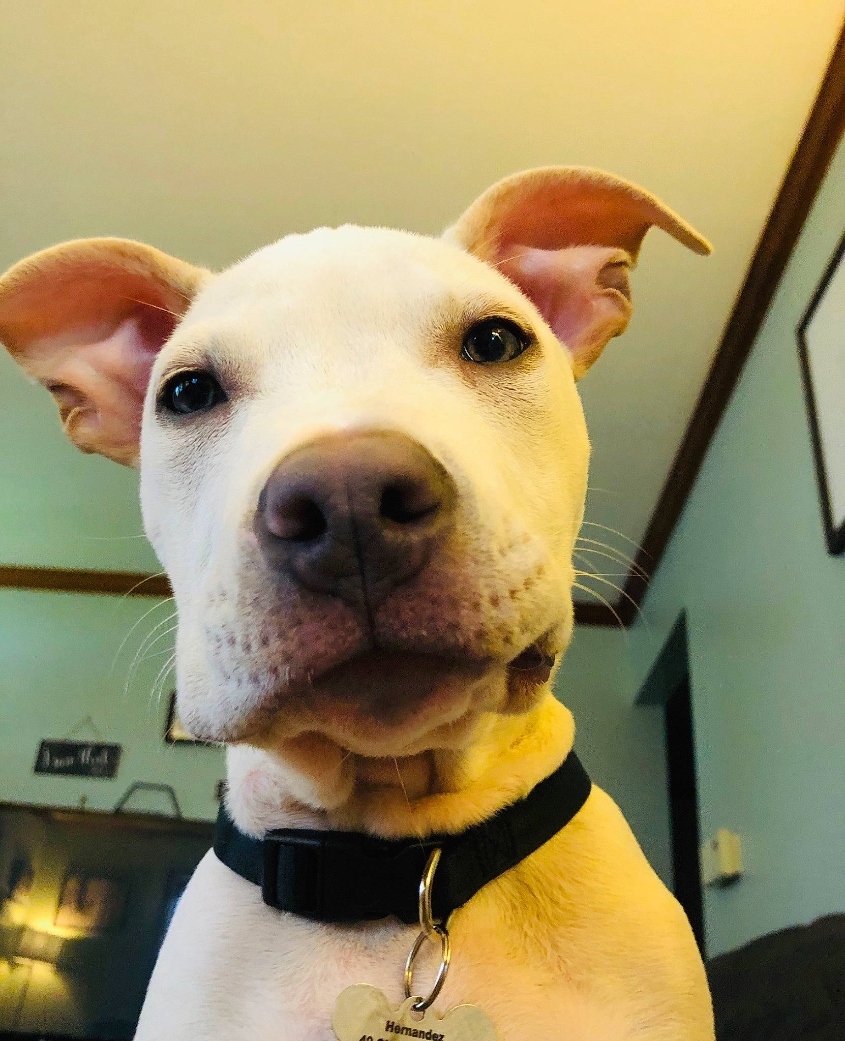 Bronx is registered to the contest to win money with this photo: american_pit_bull_terrier, canidae, carnivore, companion_dog, dog, dog_breed, ear, fawn, mammal, non_sporting_group, nose, pit_bull, potcake_dog, puppy, rare_breed_dog, snout, sporting_group, vertebrate, whiskers