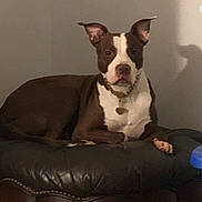 Missy is registered to the contest to win money with this photo: dog, brown, white, leather_chair, pet, indoor, collar, resting, calm, shadow, wall, furniture, animal, canine, ears_up, looking_at_camera, household, domestic, portrait, relaxed