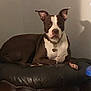 dog, brown, white, leather_chair, pet, indoor, collar, resting, calm, shadow, wall, furniture, animal, canine, ears_up, looking_at_camera, household, domestic, portrait, relaxed