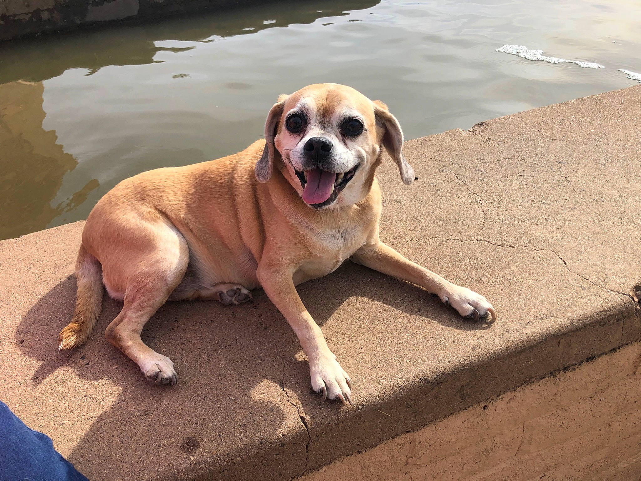 Lexi joined the competition — help win amazing prizes! canidae, carnivore, collar, companion_dog, dog, dog_breed, dog_collar, eyewear, fawn, flooring, paw, pet_supply, road_surface, snout, sporting_group, sunglasses, tail, water, wood, working_animal