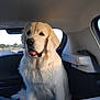 Baloo participe au concours pour gagner de l'argent avec cette photo : dog, golden_retriever, pet, animal, car_interior, window, sunlight, tongue_out, fur, sitting, backseat, transport, road, daylight, domestic_animal, canine, mammal, cute, companion, travel