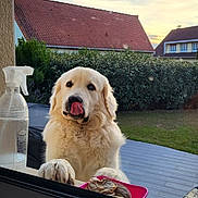 Baloo participe au concours pour gagner de l'argent avec cette photo : dog, white_dog, pet, outdoor, window, tongue_out, paws, hedge, grass, house, sky, sunset, fence, garden, porch, animal, cute, fluffy, canine, backyard