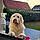 Baloo