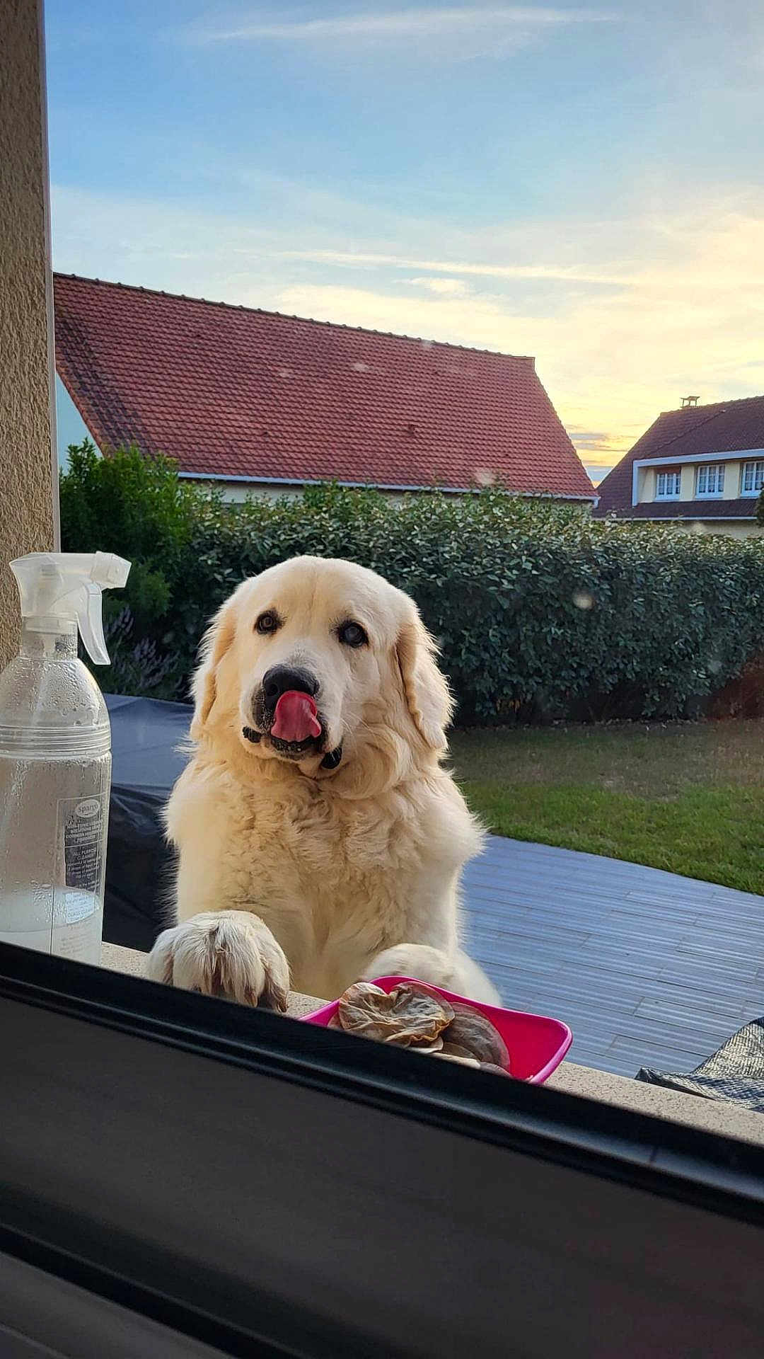 Baloo participe au concours pour gagner de l'argent avec cette photo : dog, white_dog, pet, outdoor, window, tongue_out, paws, hedge, grass, house, sky, sunset, fence, garden, porch, animal, cute, fluffy, canine, backyard