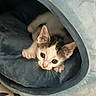 Toulouse is registered to the contest to win money with this photo: kitten, cat, pet, animal, feline, tabby, white_fur, brown_fur, blue_eyes, whiskers, ears, face, cute, adorable, sleeping_bed, pet_bed, blanket, indoors, cozy, portrait