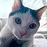 Toulouse joined the competition — help win amazing prizes! cat, kitten, white_cat, gray_cat, close_up, portrait, animal, pet, feline, green_eyes, blue_eyes, whiskers, ears, pink_nose, fur, indoors, window, sunlight, curious, cute