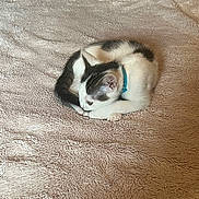 Toulouse is registered to the contest to win money with this photo: cat, black_and_white_cat, sleeping, curled_up, pet, animal, furry, whiskers, ears, paws, tail, blue_collar, blanket, soft_texture, cozy, indoors, resting, cute, warm_lighting, closeup