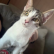 Georgie is registered to the contest to win money with this photo: cat, kitten, tabby, white_fur, pet, animal, portrait, close_up, wide_eyes, golden_eyes, whiskers, ears, pink_nose, sitting, indoors, couch, blanket, soft_lighting, curious, cute
