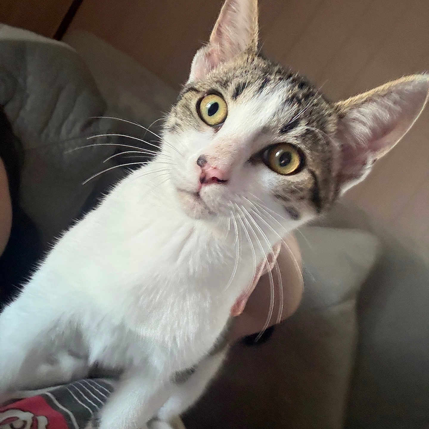 Georgie