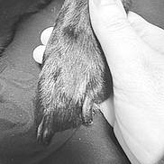 Sawyer is registered to the contest to win money with this photo: animal, paw, furry, fur, hand, human_hand, holding, pet, small_animal, close_up, black_and_white, monochrome, fabric, textile, soft, cozy, indoor, portrait, gentle, cuddle