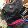 Sawyer joined the competition — help win amazing prizes! dog, black_dog, pet, canine, animal, portrait, close_up, collar, pink_collar, brown_eyes, shiny_fur, indoor, home, room, furniture, sitting, looking_up, dramatic_pose, photography, companion