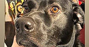 Sawyer is registered to the contest to win money with this photo: dog, black_dog, close_up, portrait, animal, pet, amber_eyes, large_nose, floppy_ears, short_fur, dark_fur, serious_expression, indoor, colorful_background, hand, chin_support, looking_at_camera, facial_detail, close_portrait, photography