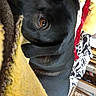 Sawyer joined the competition — help win amazing prizes! dog, black_dog, pet, animal, lying_down, resting, relaxed, eye, fur, short_hair, indoors, blanket, yellow_blanket, couch, home, portrait, close_up, playful, black_fur, cozy