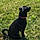 Sawyer
