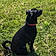 Sawyer