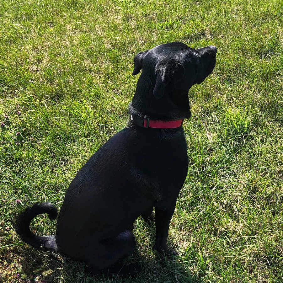 Sawyer
