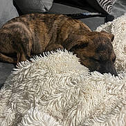 Remy is registered to the contest to win money with this photo: puppy, dog, sleeping, brindle, short_hair, pet, animal, cozy, blanket, fluffy, sofa, couch, cushion, living_room, relaxing, indoors, resting, close_up, brown, black