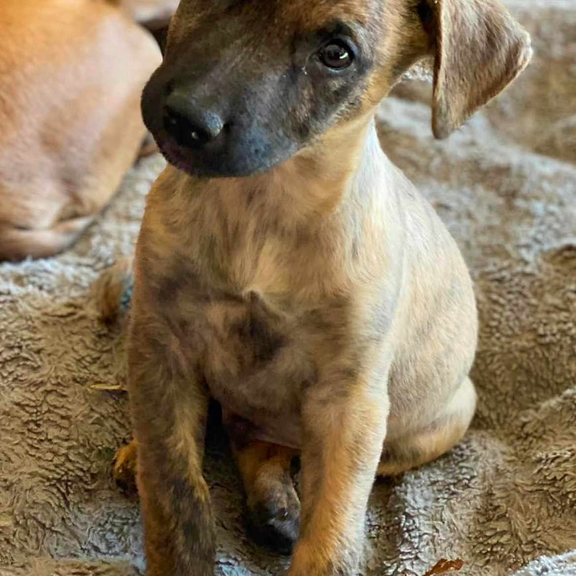 Remy