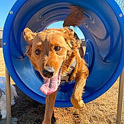Iris is registered to the contest to win money with this photo: dog, golden_retriever, tunnel, park, grass, tongue_out, playful, pet, outdoor, blue, plastic_tunnel, canine, running, happy, closeup, action_shot, harness, sunlight, paws, motion