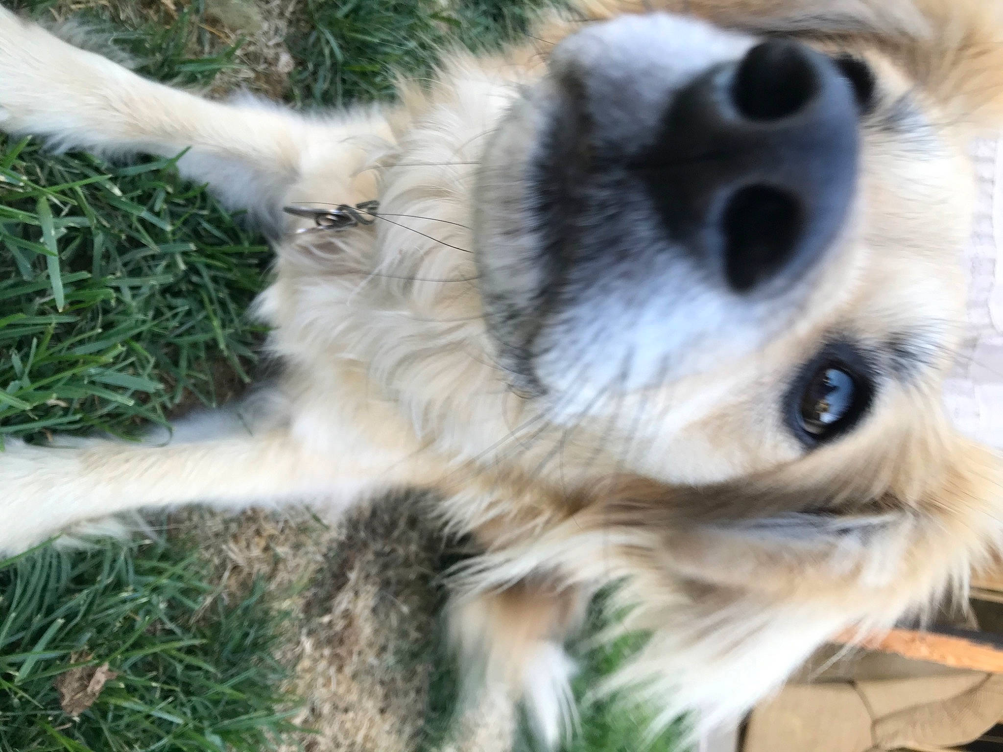 Mya is registered to the contest to win money with this photo: canidae, carnivore, close_up, companion_dog, dog, dog_breed, ear, eye, fur, grass, mammal, nose, paw, puppy, puppy_love, snout, sporting_group, vertebrate