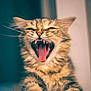 cat, kitten, tabby, yawning, mouth_open, teeth, whiskers, paws, furry, cute, pet, animal, indoor, closeup, sleepy, fur, muzzle, nose, tongue, blurred_background
