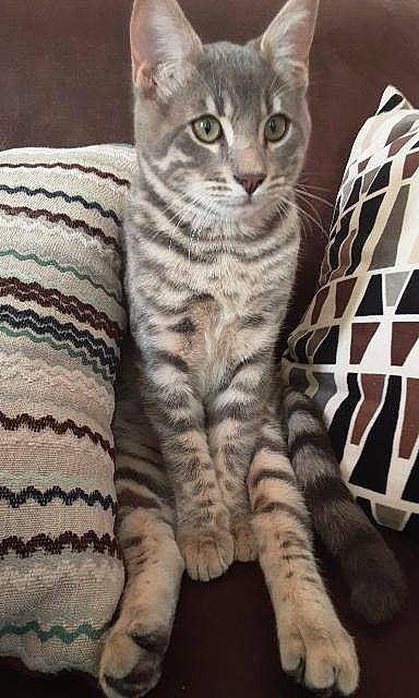 Ronin participe au concours pour gagner de l'argent avec cette photo : carnivore, cat, cat_bed, cat_supply, claw, comfort, domestic_short_haired_cat, felidae, fur, pattern, paw, sitting, small_to_medium_sized_cats, snout, tail, terrestrial_animal, whiskers, wildlife, woolen