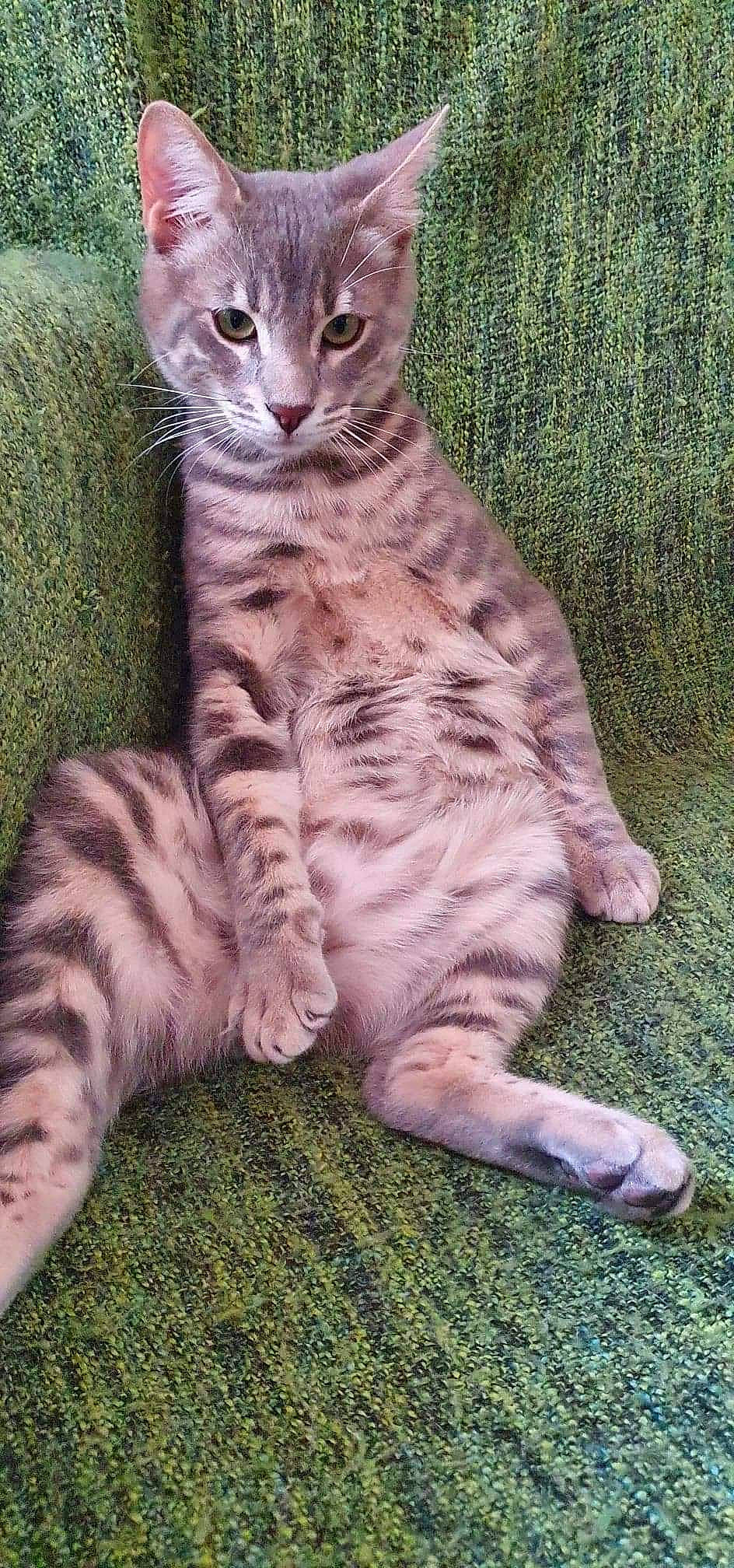 Ronin a rejoint le concours — aidez-le/la à gagner de superbes lots ! carnivore, cat, domestic_short_haired_cat, fawn, felidae, foot, fur, grass, groundcover, paw, sitting, small_to_medium_sized_cats, snout, tail, terrestrial_animal, whiskers, wildlife