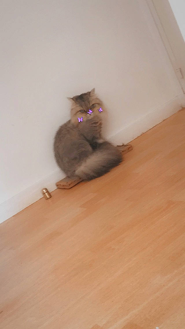 Marie a rejoint le concours — aidez-le/la à gagner de superbes lots ! black_cat, canidae, carnivore, cat, ceiling, domestic_short_haired_cat, fawn, felidae, flooring, fur, hardwood, laminate_flooring, paw, plywood, small_to_medium_sized_cats, tail, whiskers, wood, wood_flooring, wood_stain