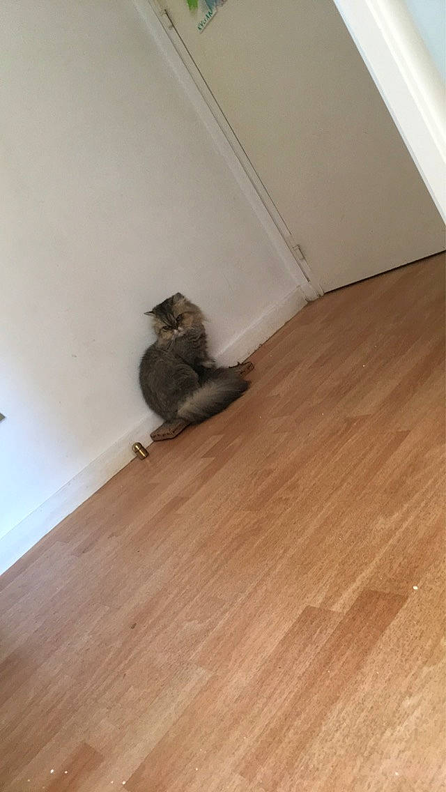 Marie participe au concours pour gagner de l'argent avec cette photo : beige, brown, carnivore, cat, fawn, felidae, floor, flooring, grey, hardwood, laminate_flooring, plank, small_to_medium_sized_cats, stairs, tail, varnish, whiskers, wood, wood_flooring, wood_stain