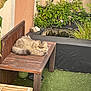 animal, bench, cat, feline, flower, fluffy, fur, garden, grass, greenery, leaf, nature, outdoor, pet, plants, pond, relaxed, resting, wood, wooden_table