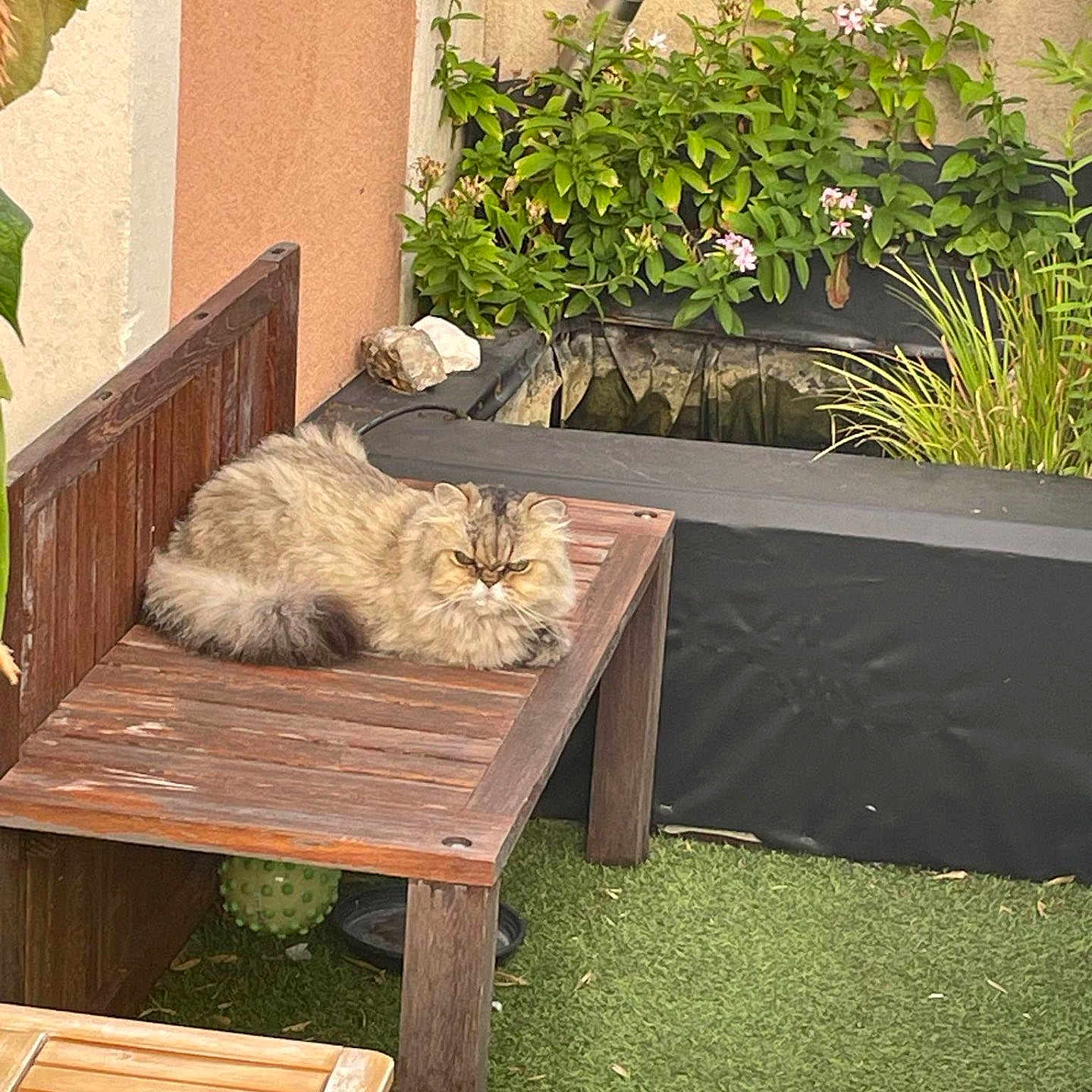 Marie participe au concours pour gagner de l'argent avec cette photo : animal, bench, cat, feline, flower, fluffy, fur, garden, grass, greenery, leaf, nature, outdoor, pet, plants, pond, relaxed, resting, wood, wooden_table