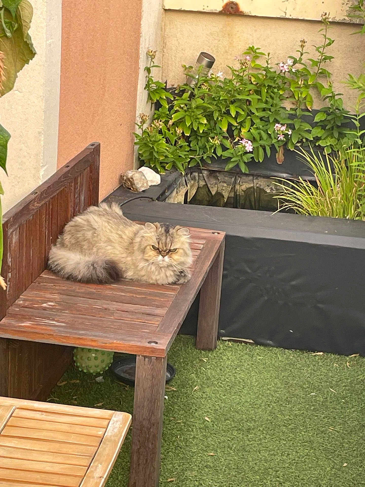 Marie participe au concours pour gagner de l'argent avec cette photo : animal, bench, cat, feline, flower, fluffy, fur, garden, grass, greenery, leaf, nature, outdoor, pet, plants, pond, relaxed, resting, wood, wooden_table