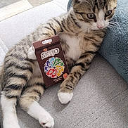 Bueno a rejoint le concours — aidez-le/la à gagner de superbes lots ! box, cat, close_up, couch, curious, domestic_cat, floor, fur, gray, houseplant, indoor, kitten, paws, pet, playing_cards, relaxed, striped, tabby, whiskers, young