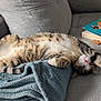 Bueno a rejoint le concours — aidez-le/la à gagner de superbes lots ! blanket, book, cat, comfortable, couch, cozy, feline, fur, home, indoor, napping, paw, pet, relaxing, resting, soft, stretching, striped, tabby, whiskers