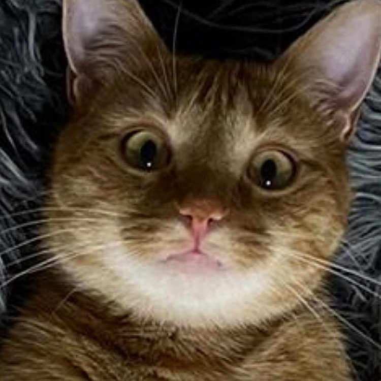 Rom a rejoint le concours — aidez-le/la à gagner de superbes lots ! alert, animal, brown_tabby, cat, close_up, curious, ears, expression, face, feline, fur, indoor, lying_down, nose, pet, pink_nose, portrait, texture, whiskers, wide_eyes