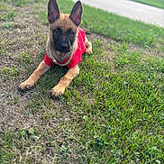 Chip joined the competition — help win amazing prizes! animal, canine, chain, collar, cute, dog, ears_up, german_shepherd, grass, lying_down, nature, outdoor, pet, playful, portrait, puppy, red_shirt, summer, sunlight, young