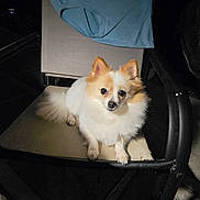 Gigi joined the competition — help win amazing prizes! dog, puppy, small_dog, fluffy, white_fur, brown_fur, pointed_ears, dark_eyes, black_nose, sitting, chair, folding_chair, indoor, portrait, pet, canine, cute, flash_photography, dark_background, animal