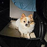 dog, puppy, small_dog, fluffy, white_fur, brown_fur, pointed_ears, dark_eyes, black_nose, sitting, chair, folding_chair, indoor, portrait, pet, canine, cute, flash_photography, dark_background, animal