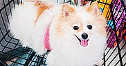 Gigi joined the competition — help win amazing prizes! accessories, adult, animal, baby, bag, basket, canine, cockerspaniel, den, dog, doghouse, eskimodog, female, handbag, indoors, person, pet, puppy, shoppingcart, woman