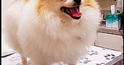 Gigi joined the competition — help win amazing prizes! animal, canine, cockerspaniel, computer, computerhardware, desk, dog, electronics, eskimodog, furniture, hardware, laptop, monitor, papillon, pc, pet, puppy, screen, table, tv